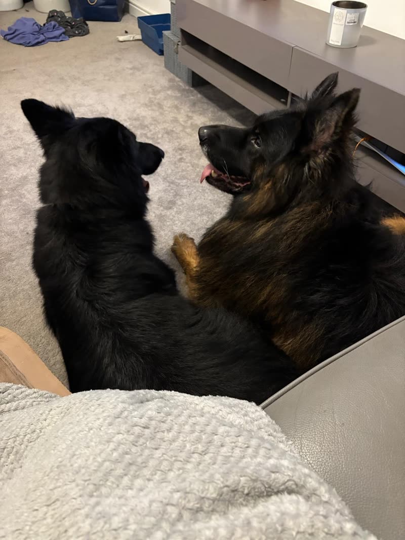 The black German Shepherd settled on a blanket at the near edge of the sofa